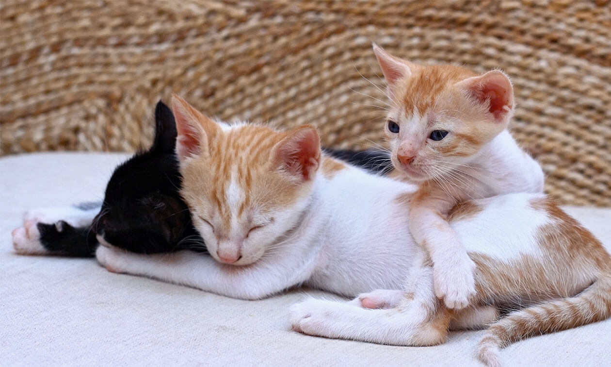 A couple of cats laying next to each other on a couch.