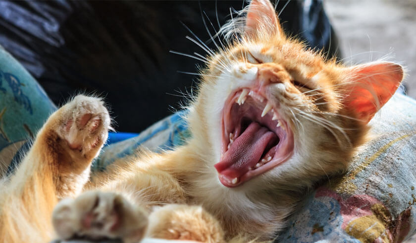Why You Should Schedule a Dental Cleaning for Your Dog or Cat