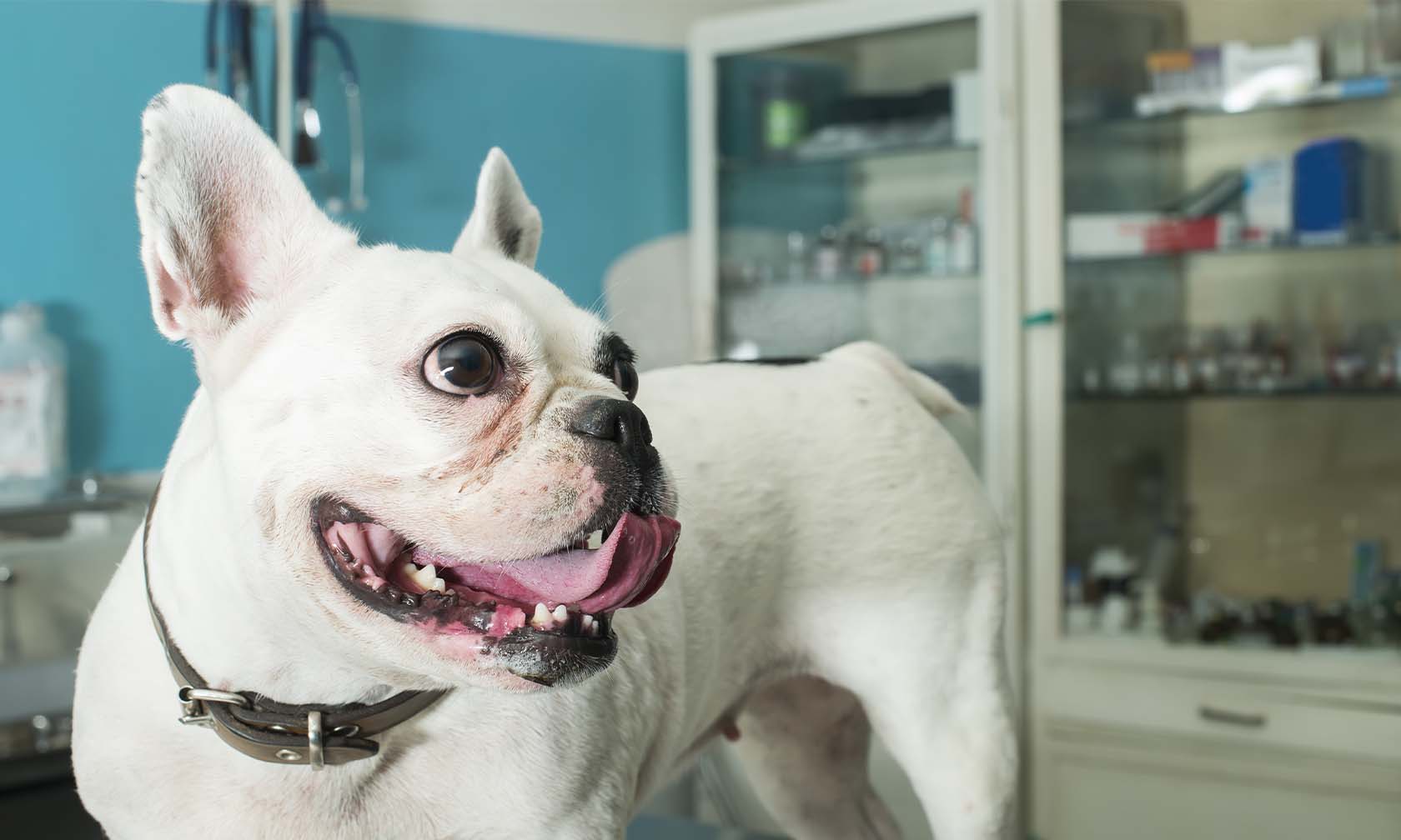 Preparing Your Dog for Surgery | Zoetis Petcare