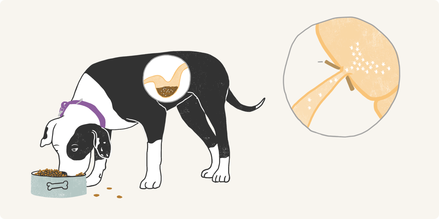 Illustrated dog eating food