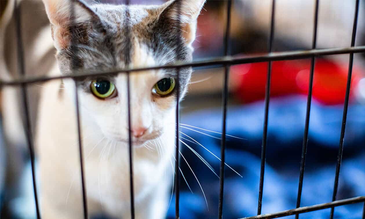 A cat in a crate looking at the camera.