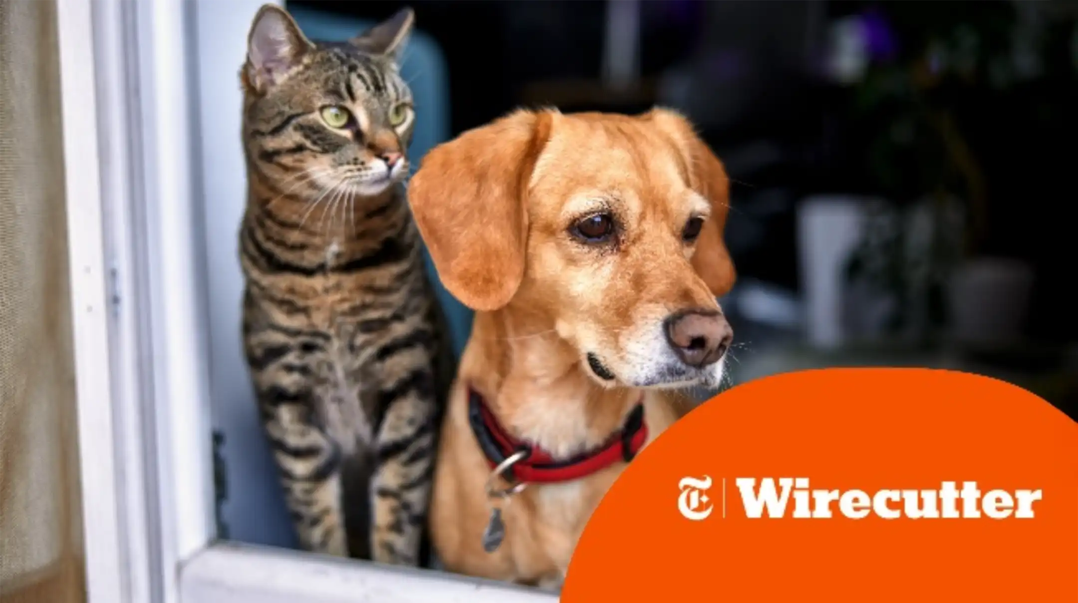 Dog and cat looking in same direction