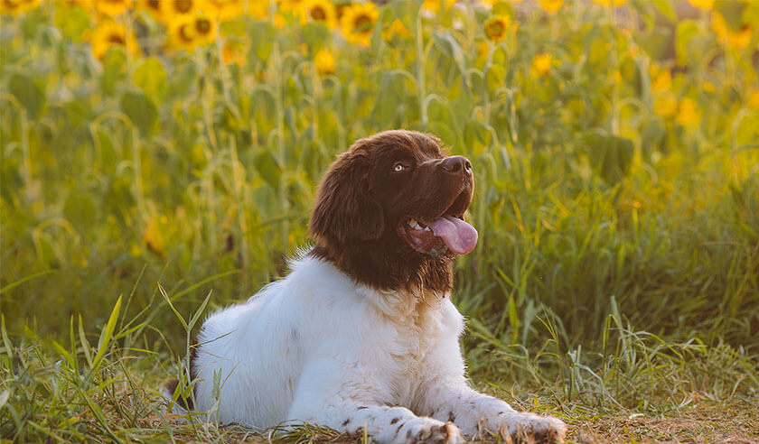 What Plants Are Poisonous to Dogs?