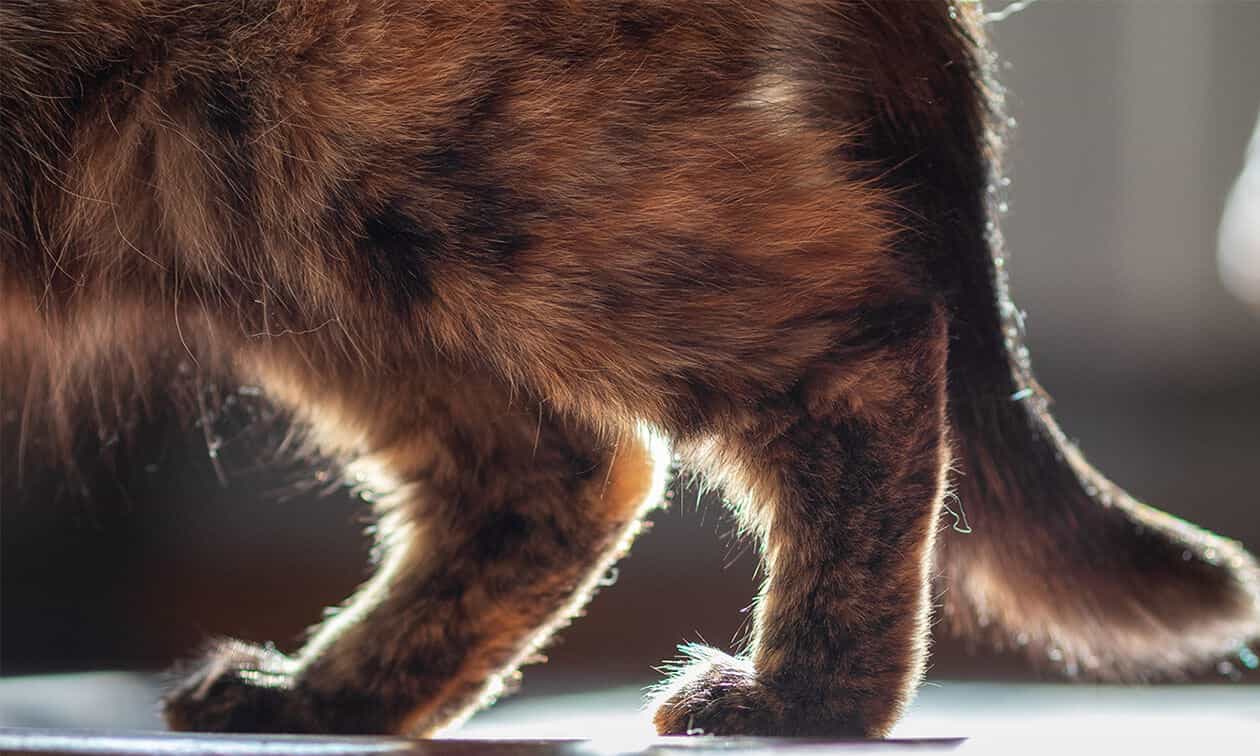 A close up of a tortoiseshell cat's hind legs