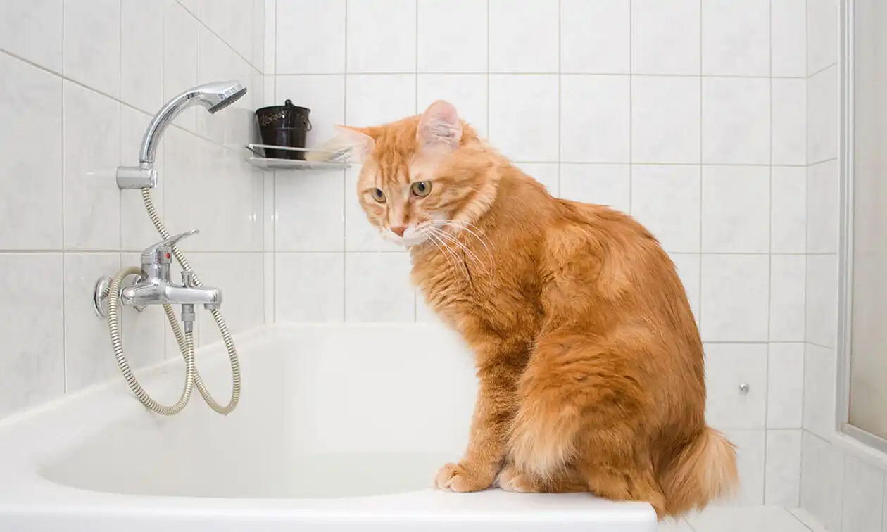 An orange cat sitting in a bathtub next to a faucet.