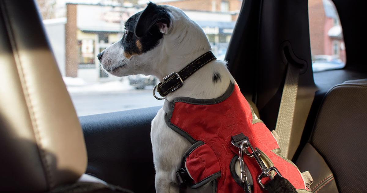 Best way to transport store a dog across the country