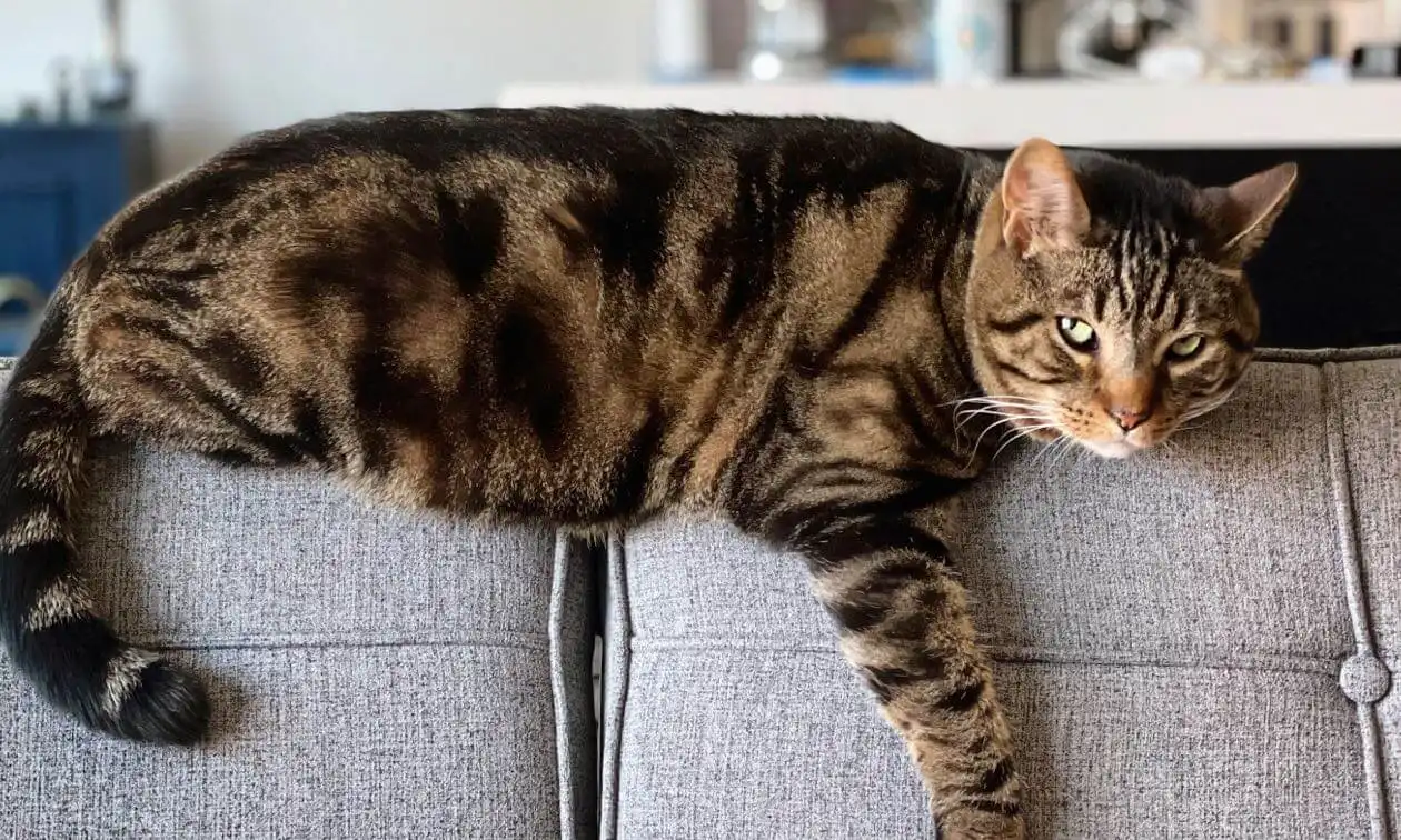 Cat lying on the couch