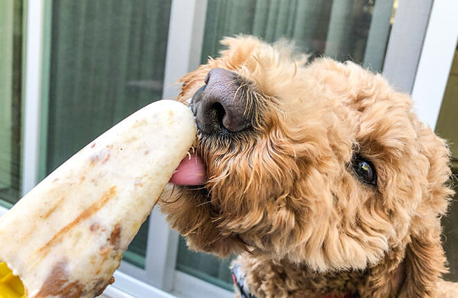A dog is eating a popsicle.