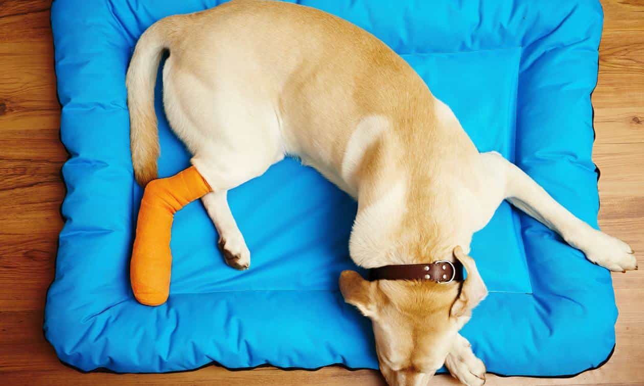 Dog resting with a broken leg