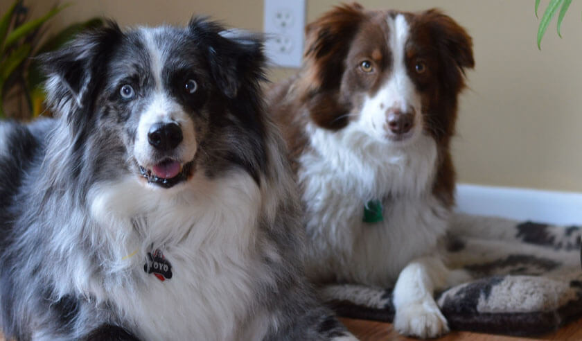 The Importance of Maintaining Your Dog's Vaccines