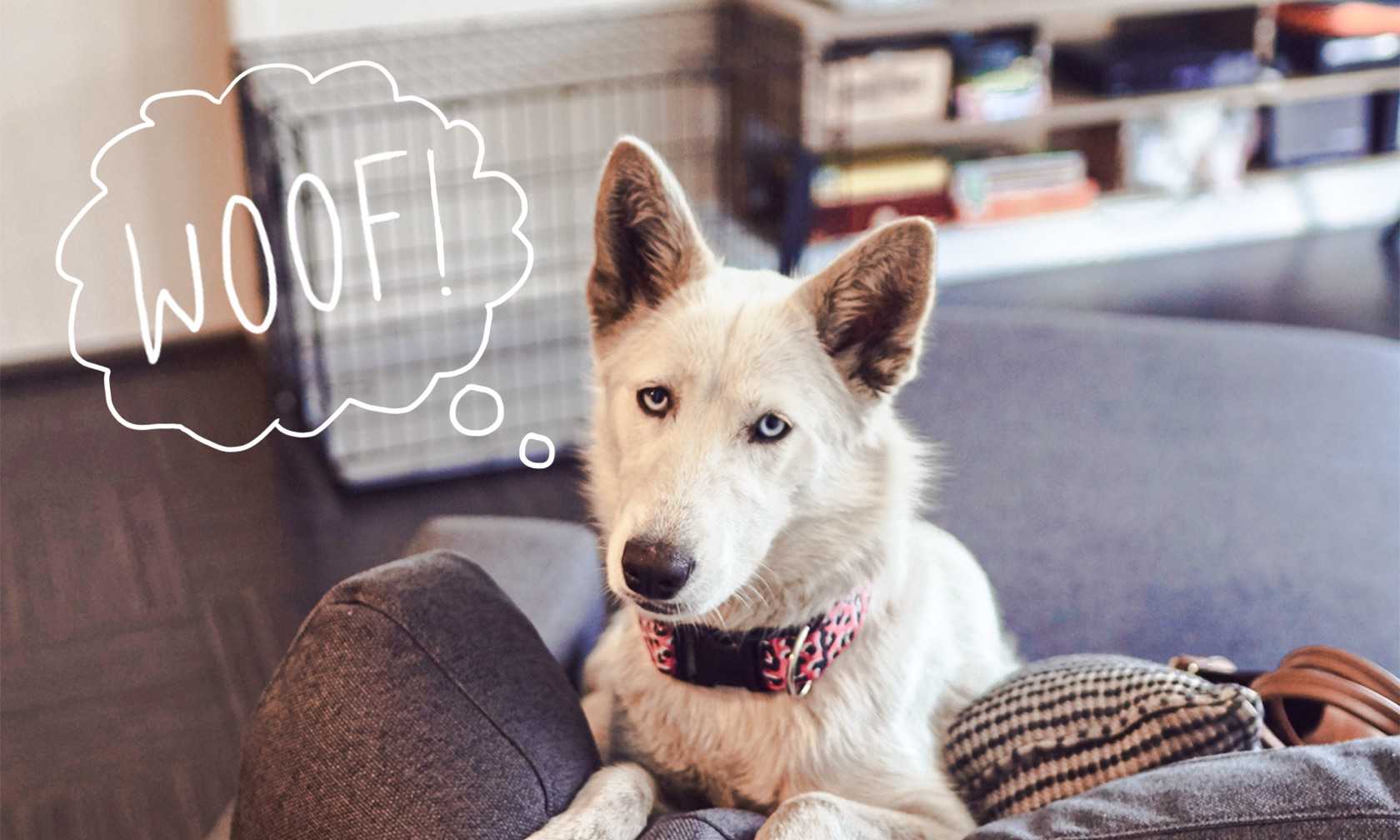 Dog sitting on sofa