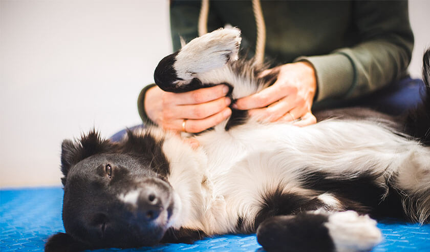 A Rundown of Physical Therapy for Dogs