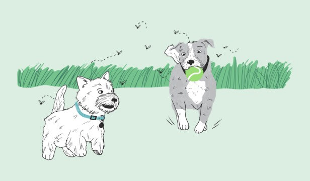 Illustration of two dogs playing with a ball in the grass.