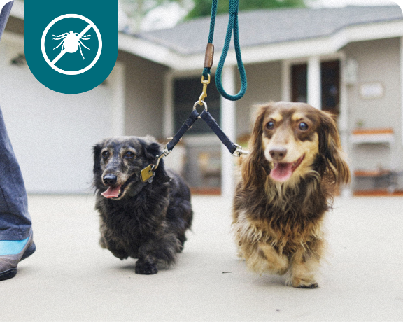 The Only Combo Preventative to Kill 6 Types of Ticks†