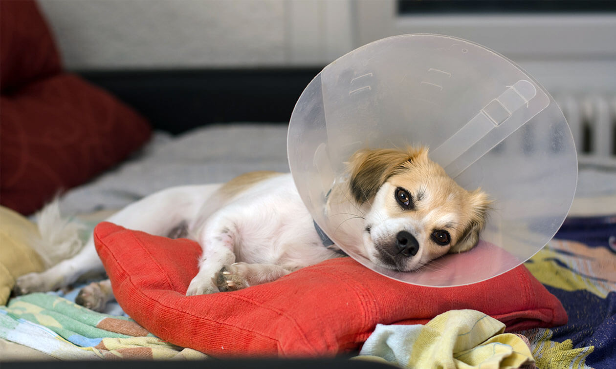 A dog with a cone on its head laying on a pillow.