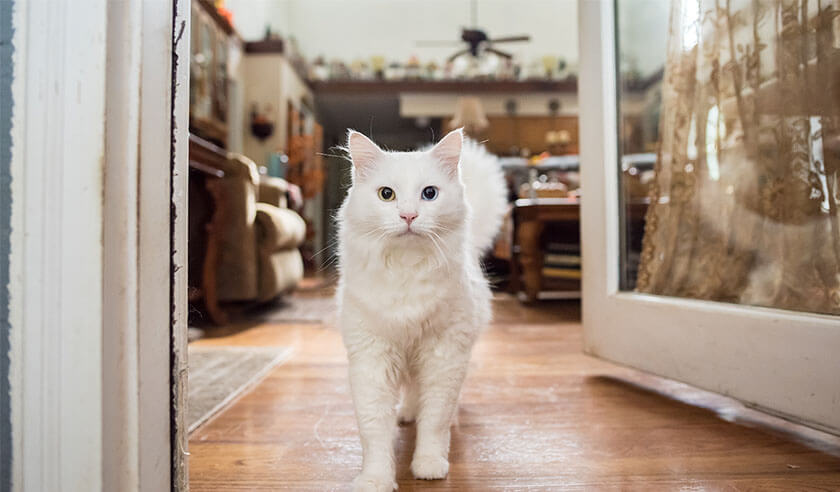 Adopting a Deaf Cat: What to Know