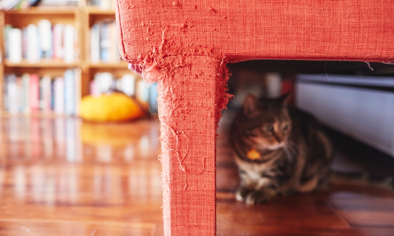 Clasp Banzai Discrimination How to Stop Cats from Scratching Your Furniture | Zoetis Petcare