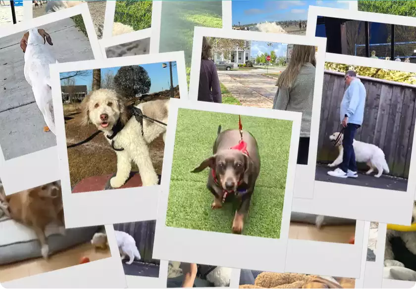 Hear the real experiences of pet owners and their success with Librela