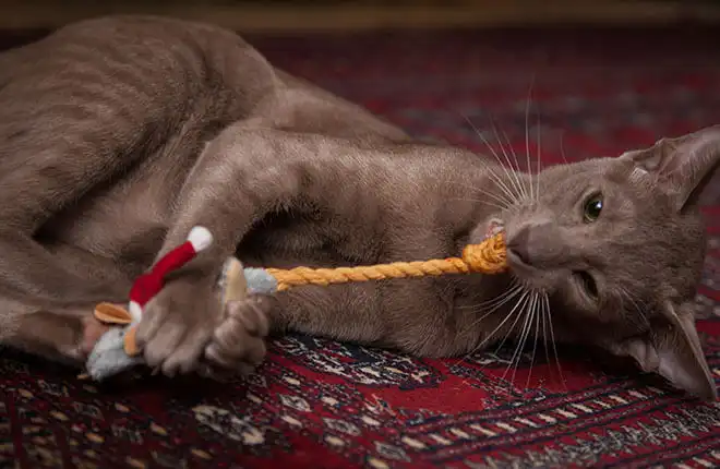 A cat playing with a toy on a rug.