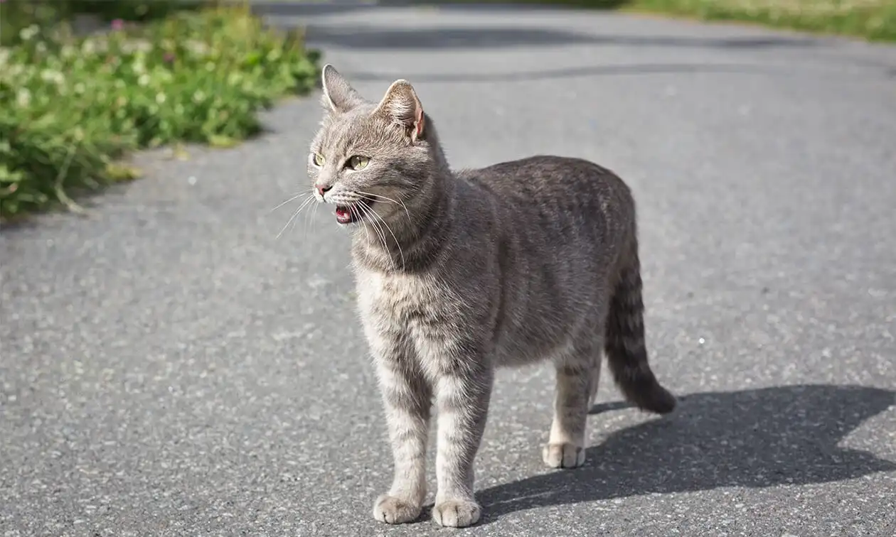 A gray cat standing on the side of a road.