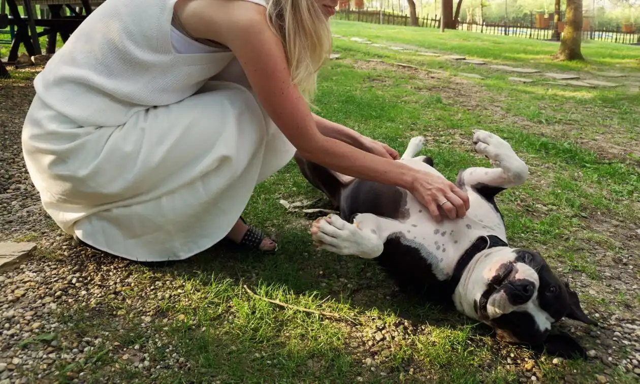 A woman petting a dog laying on the ground.