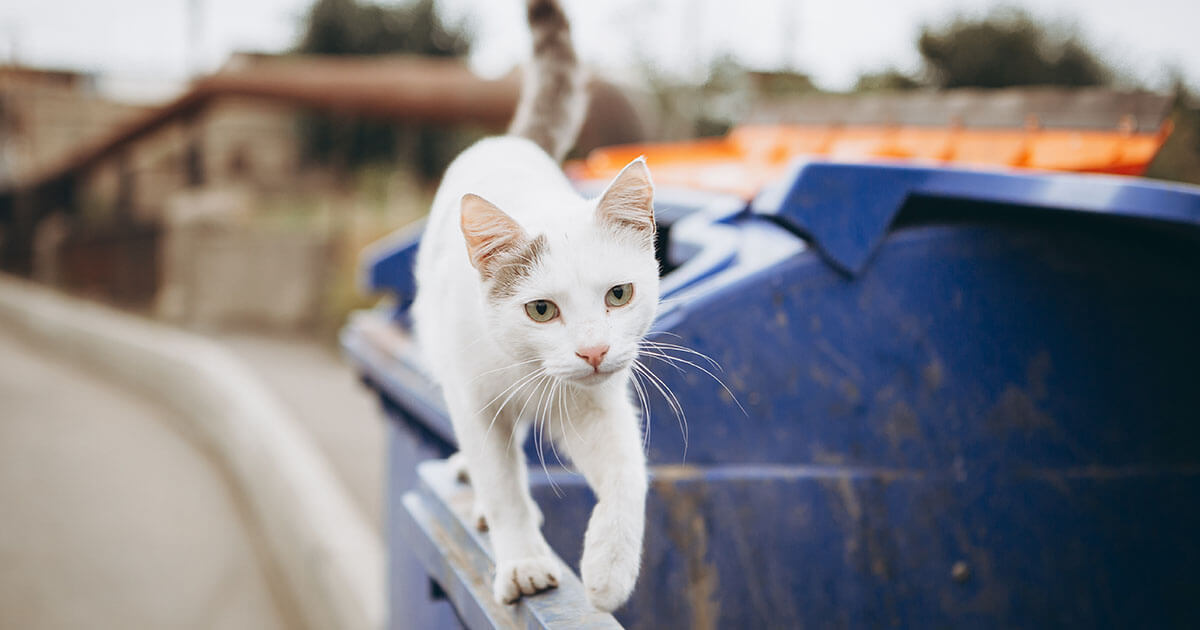 Stray cats outside my cheap house