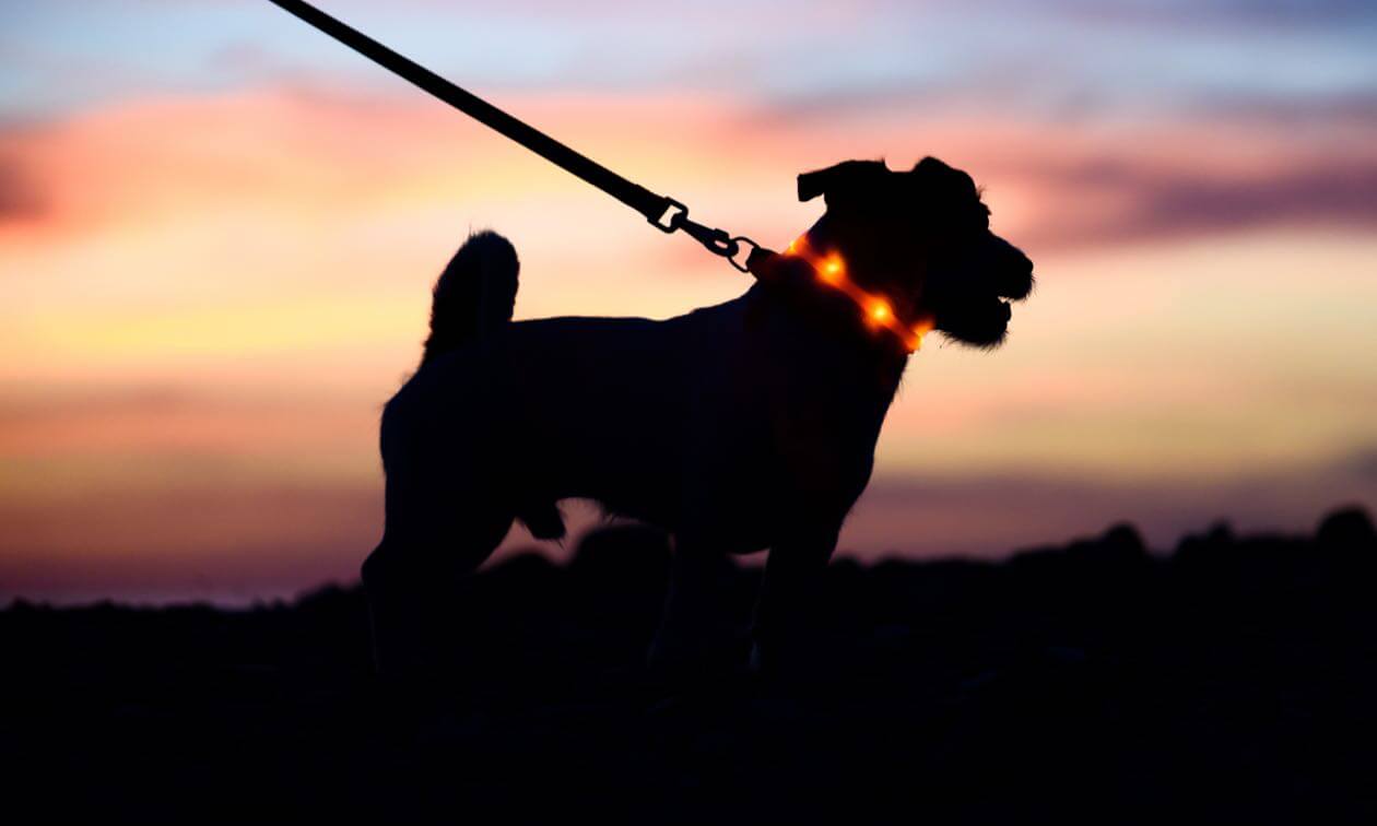 safety-tips-for-walking-your-dog-at-night-zoetis-petcare