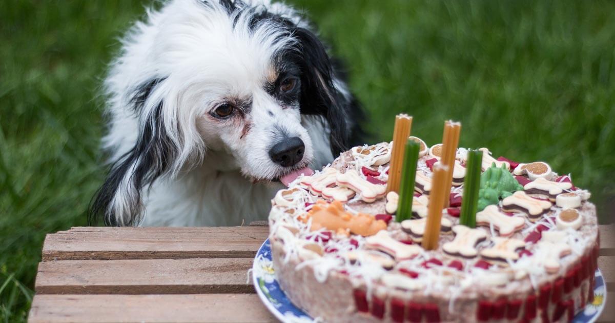 dog happy birthday cake