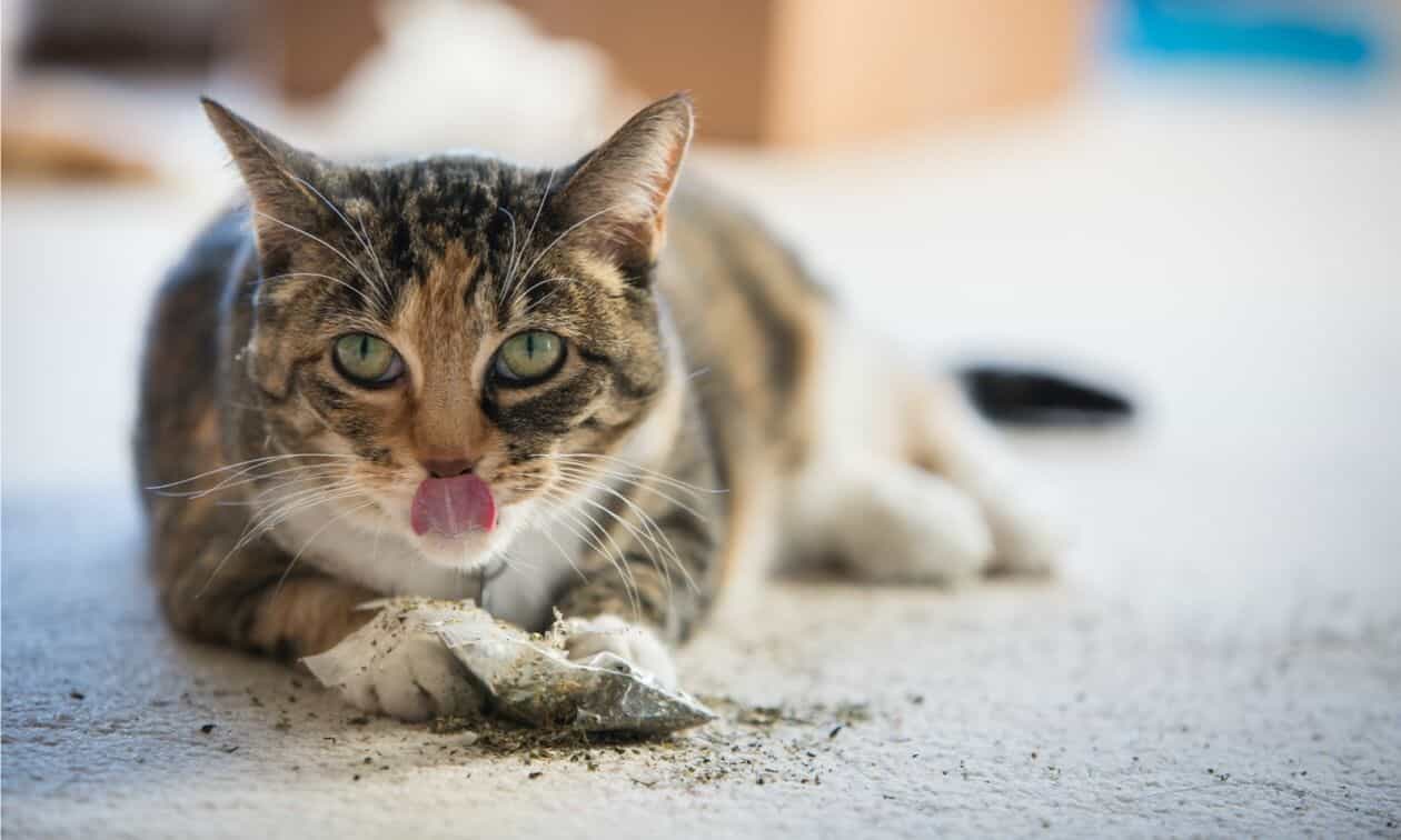 A cat that is laying down on the ground.