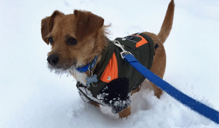 Winter Pet Safety Tips