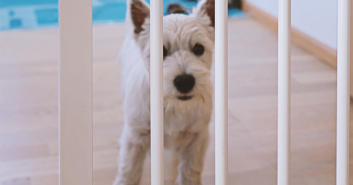 Male dogs sales marking inside house