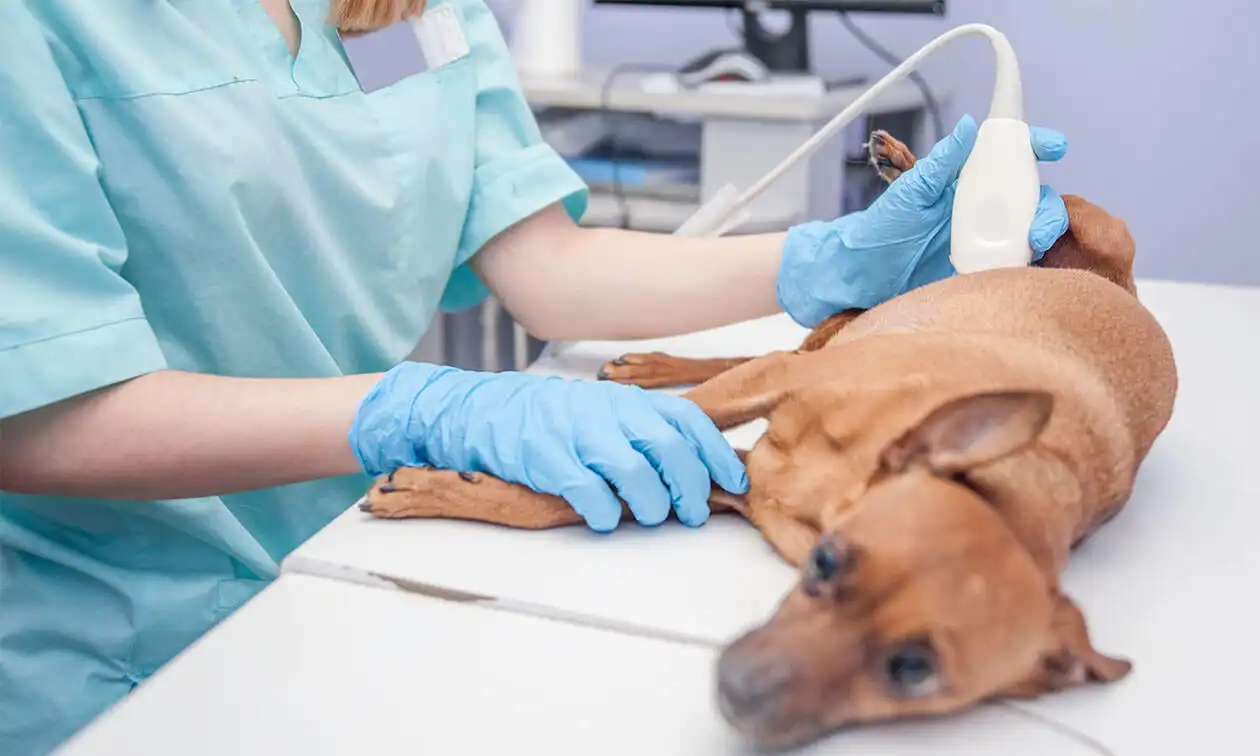 A dog laying on a table being examined by a vet.