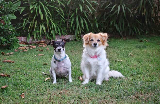 A couple of dogs sitting on top of a lush green field.