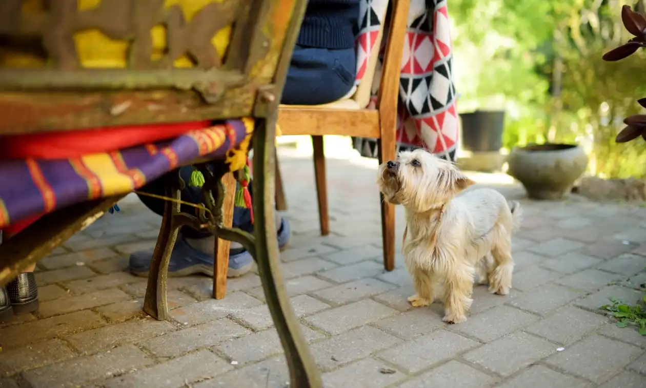 Dog waiting patiently for food from the table