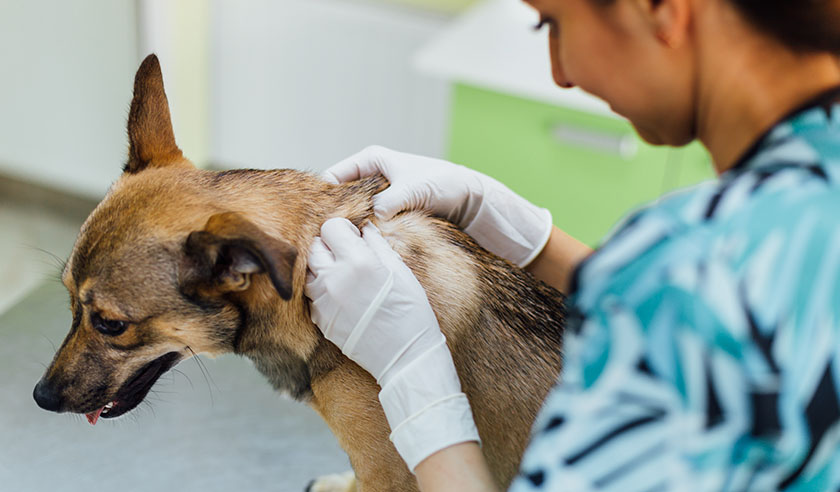 What to Expect During Your Itchy Dog’s Vet Visit