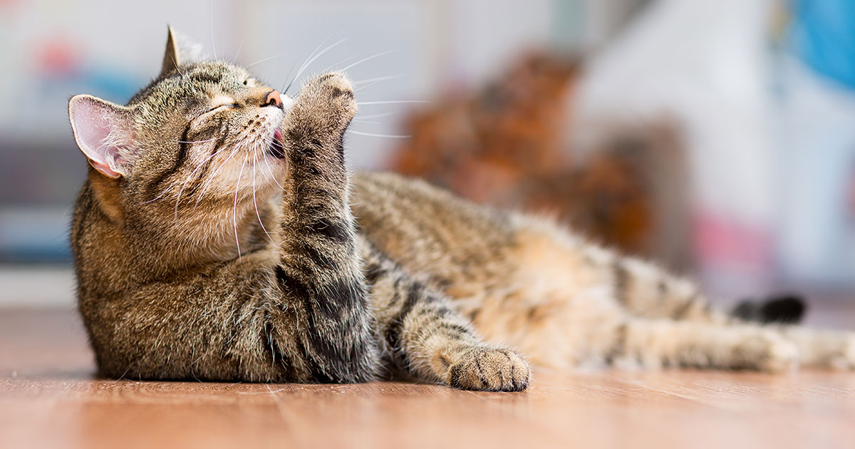 Hairballs 101 Zoetis Petcare