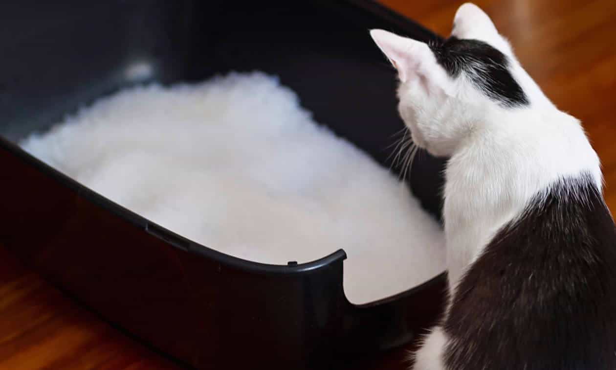 Cat looking at the litter box
