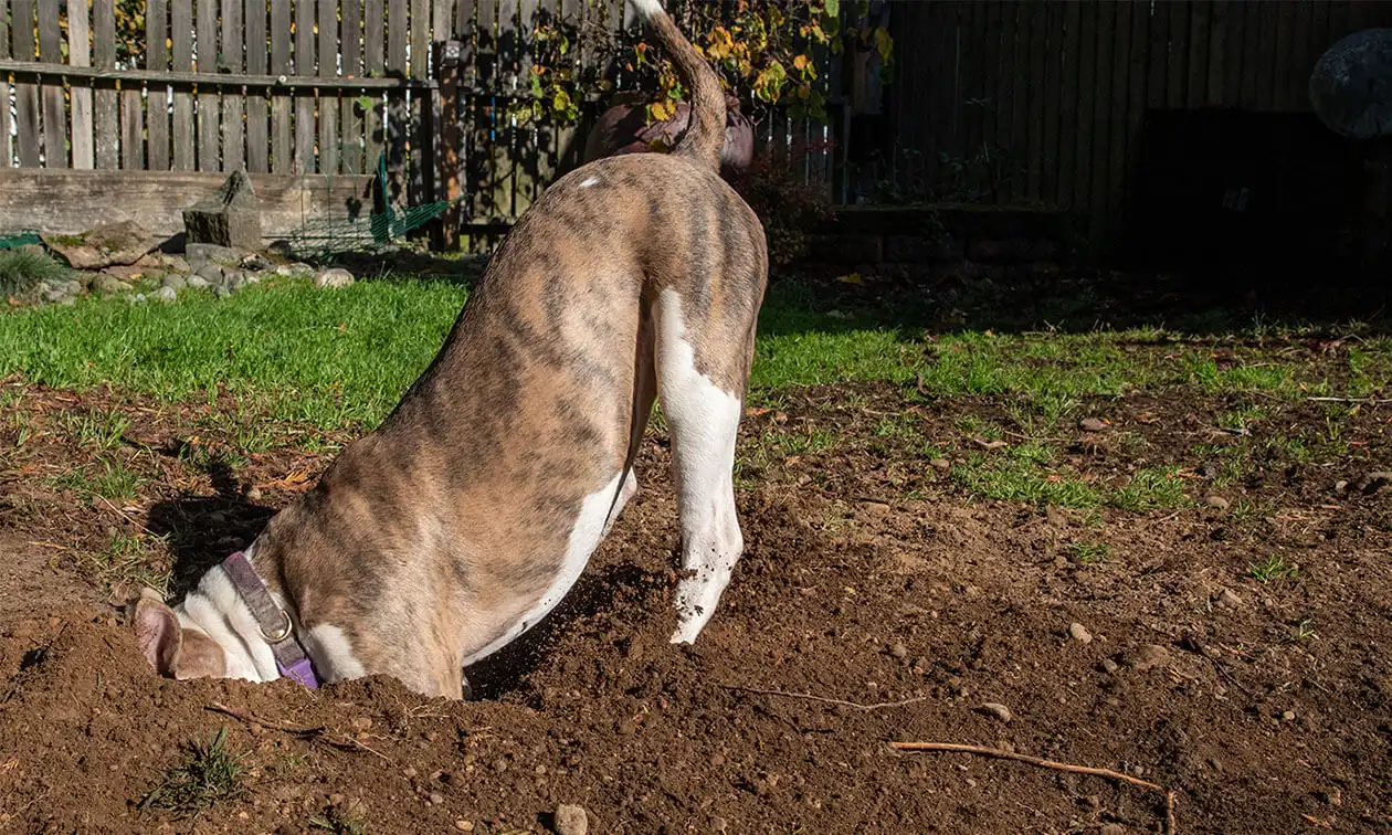 A brown and white dog digging in the dirt.