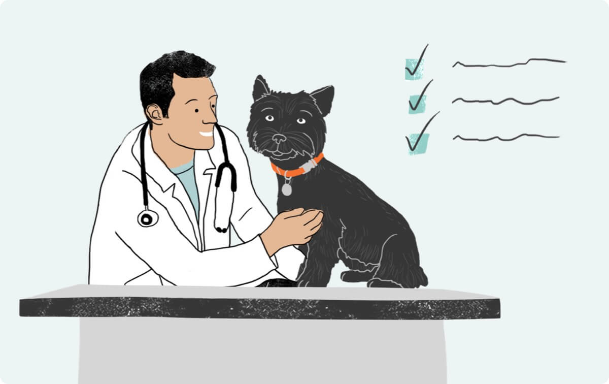illustration of vet with dog