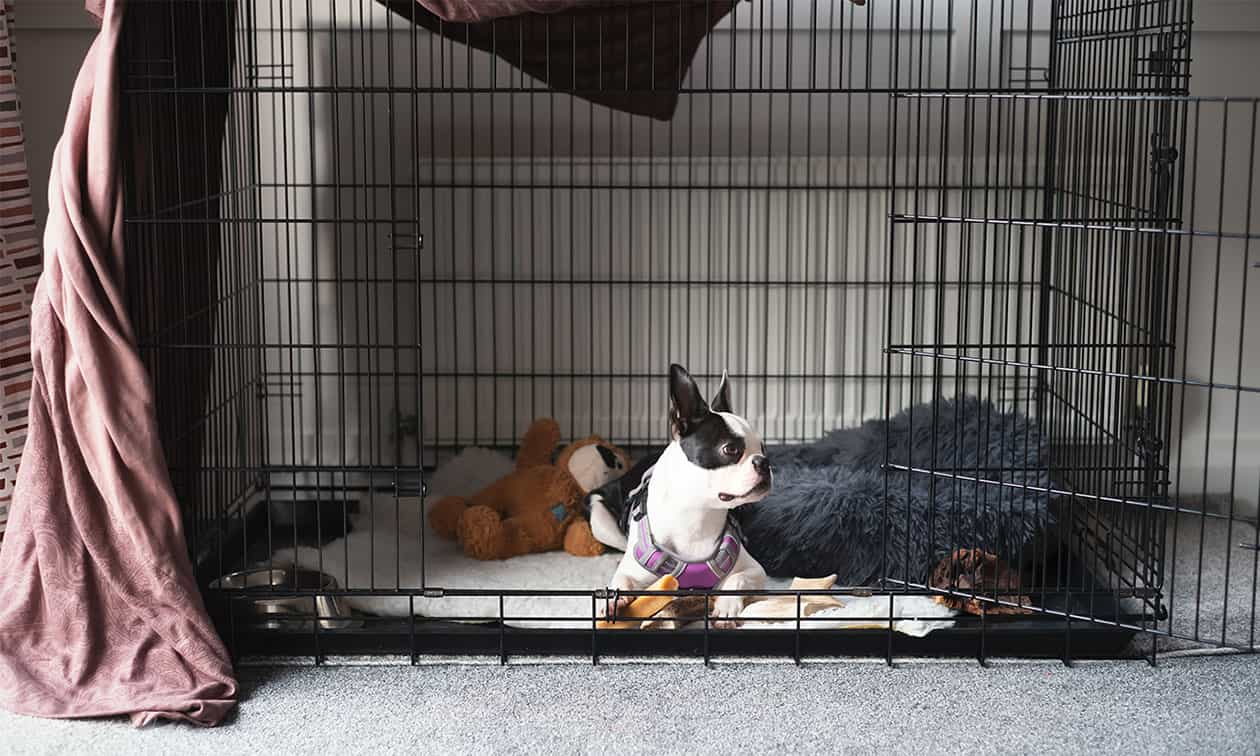 A dog sits in a crate.