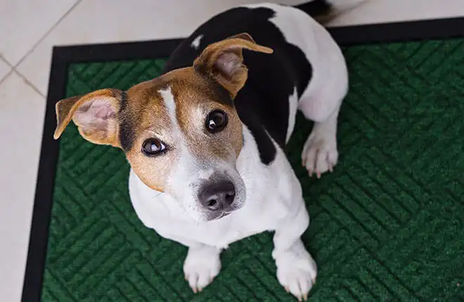 A brown and white dog sitting on top of a green mat.