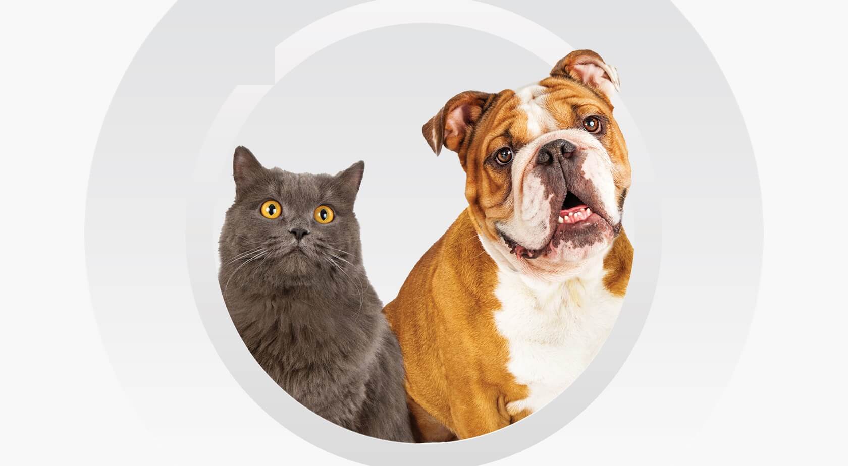 Cat and dog sitting together