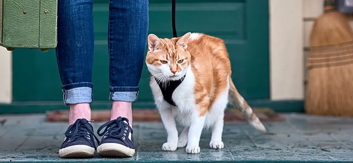 Find Out if Your Cat Is Showing Signs of Osteoarthritis Pain