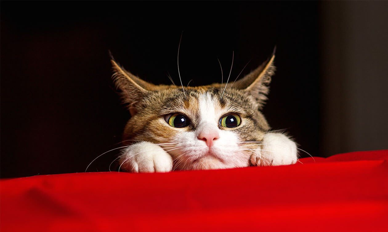 A close up of a cat laying on a bed.