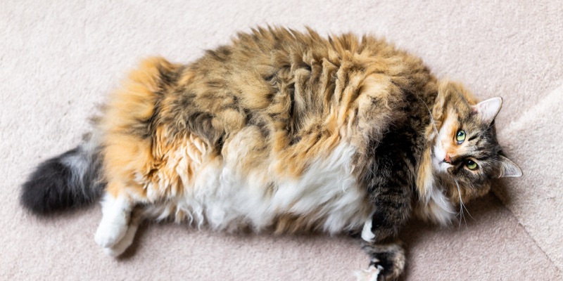 Is Your Pet Overweight? Here’s What to Do