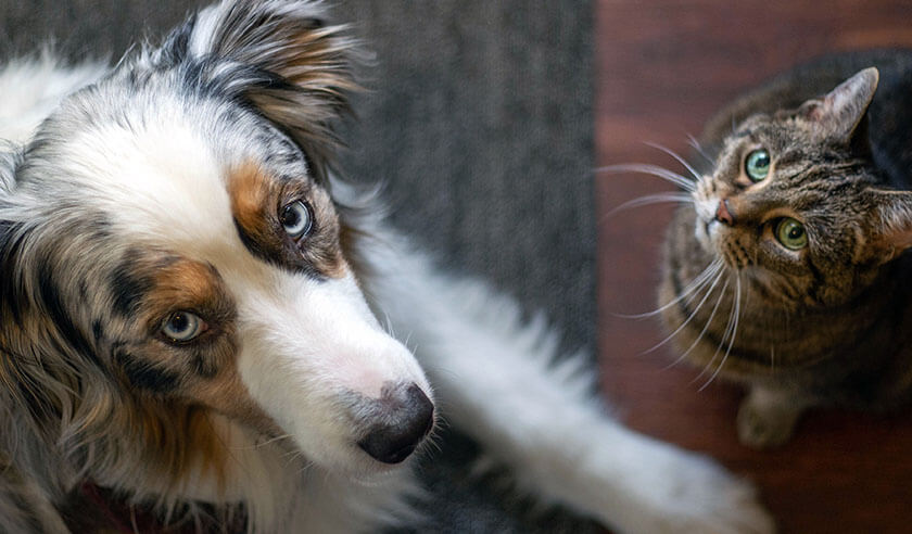Understanding How Your Pet's Behavior Reflects Their Mental Health