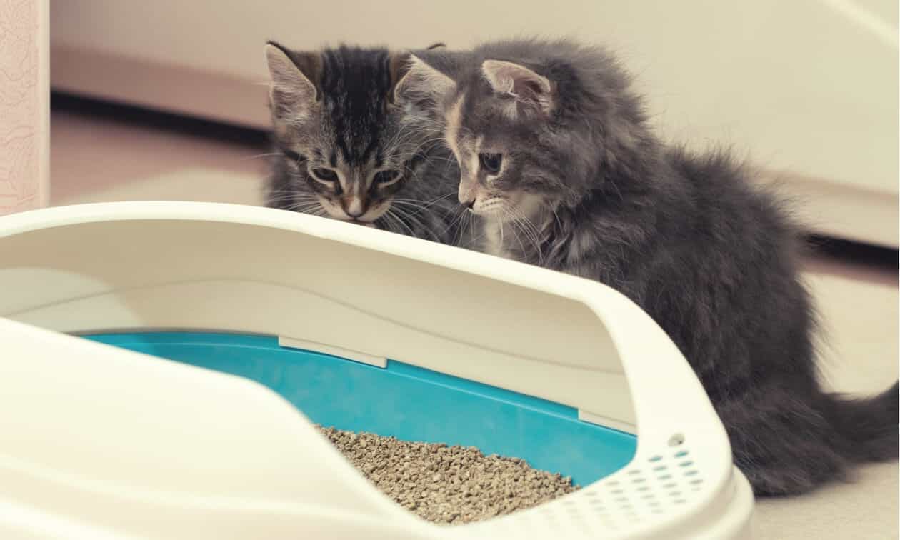 Kittens sitting by litter box