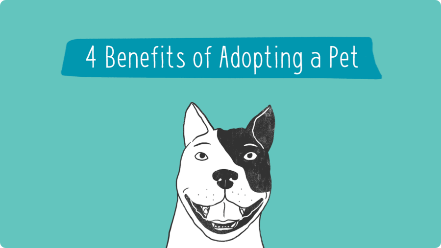 why is it important to adopt dogs