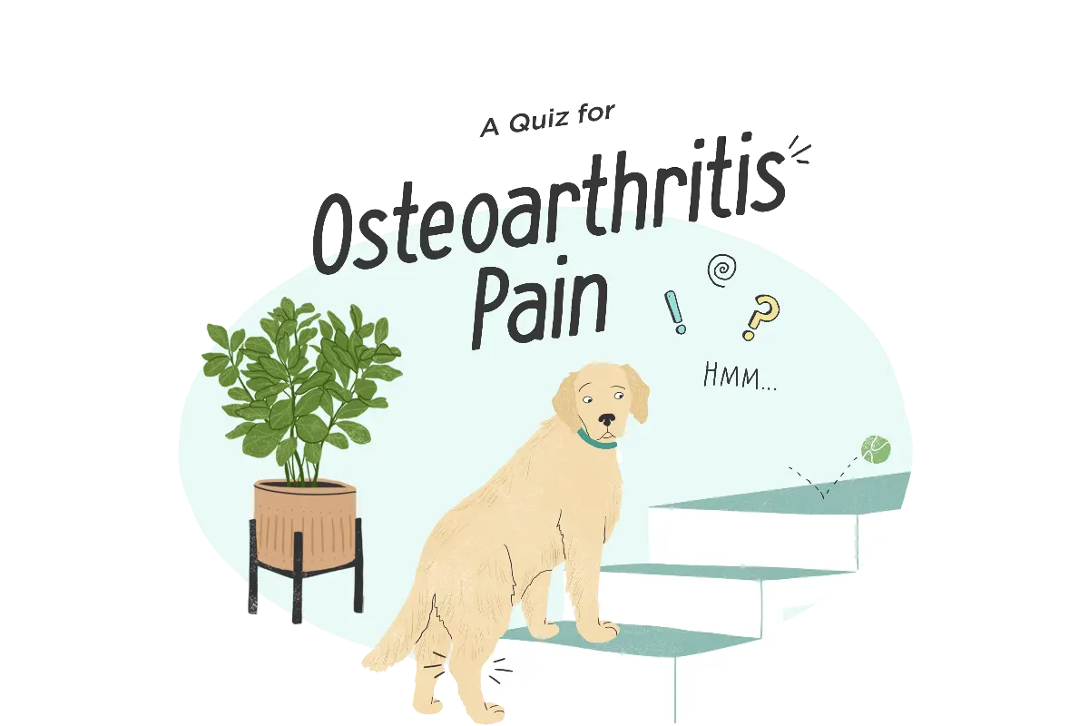 A picture of a dog sitting on some steps.