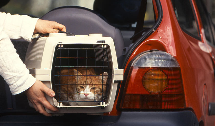 Tips for a Successful Curbside Vet Visit